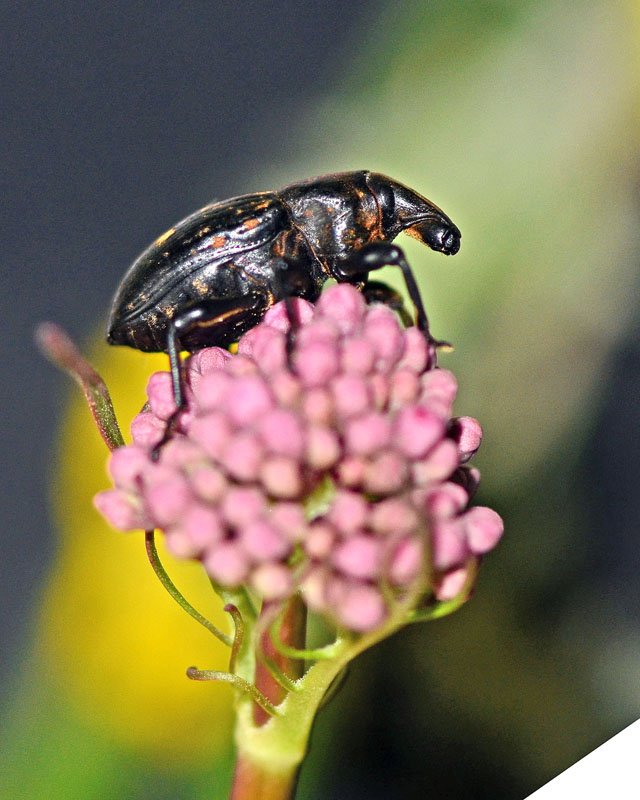 Curculionidae da identificare